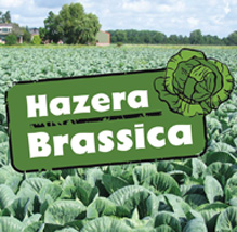 Our Brassica, Your Success