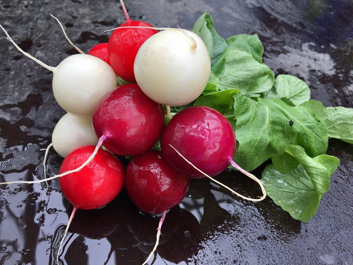 Hazera; committed to constantly improving its radish varieties