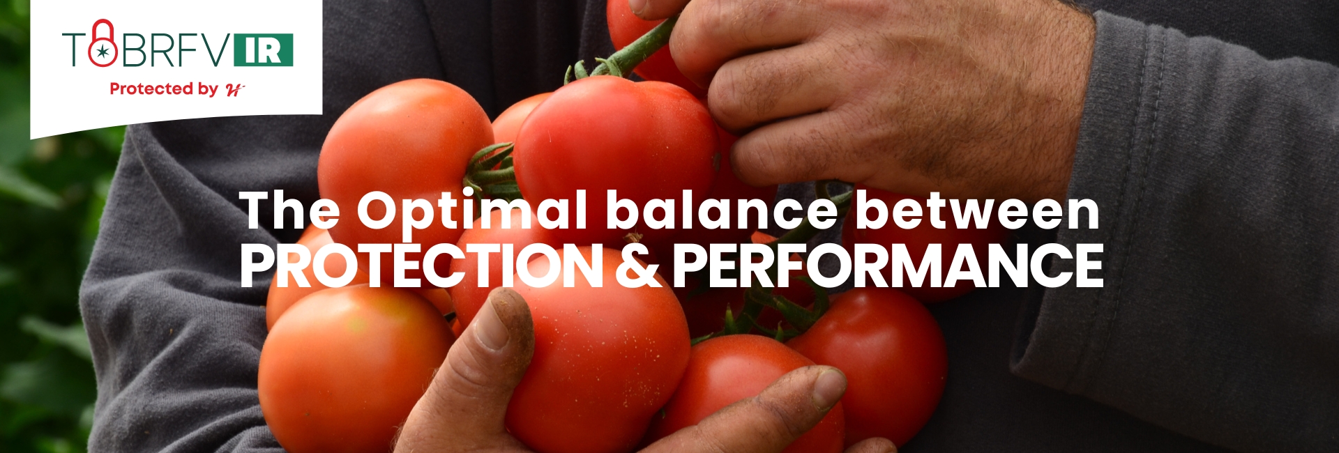 ToBRFV - The optimal balance between protection and performance