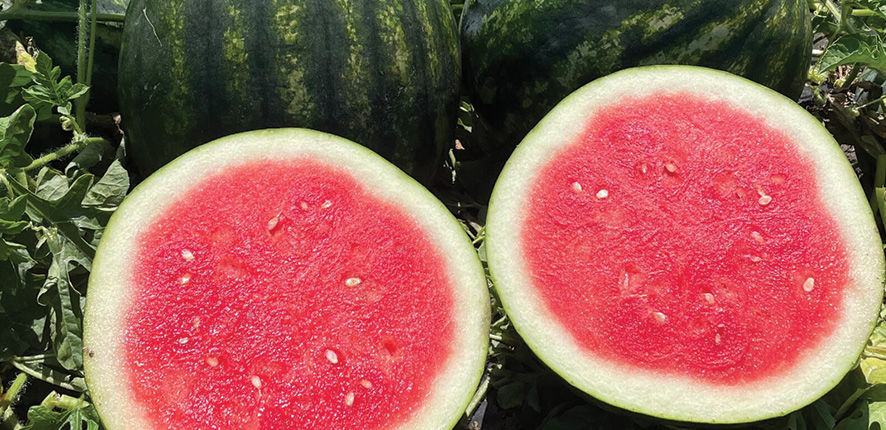 Mini Seedless Watermelon Exceed-ing Expectations