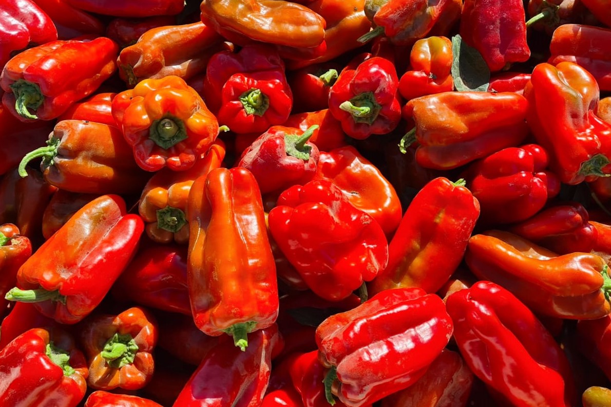 Unveiling Two Exceptional Pepper Varieties: Monfort and Tavor - USA