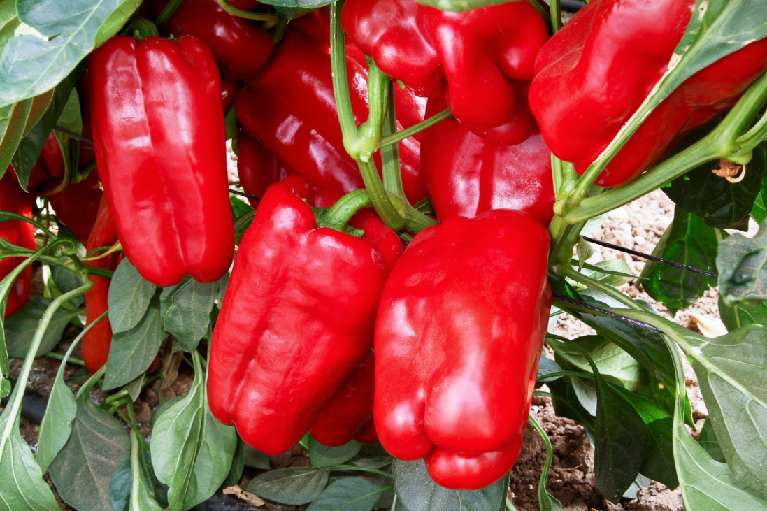 Unveiling Two Exceptional Pepper Varieties: Monfort and Tavor