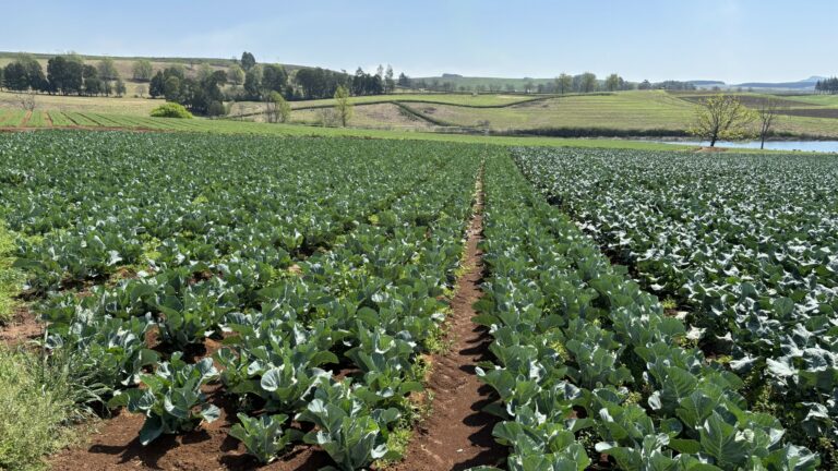 Slouter Farming Harvesting Success: Southern Block Farming and Hazera South Africa ...