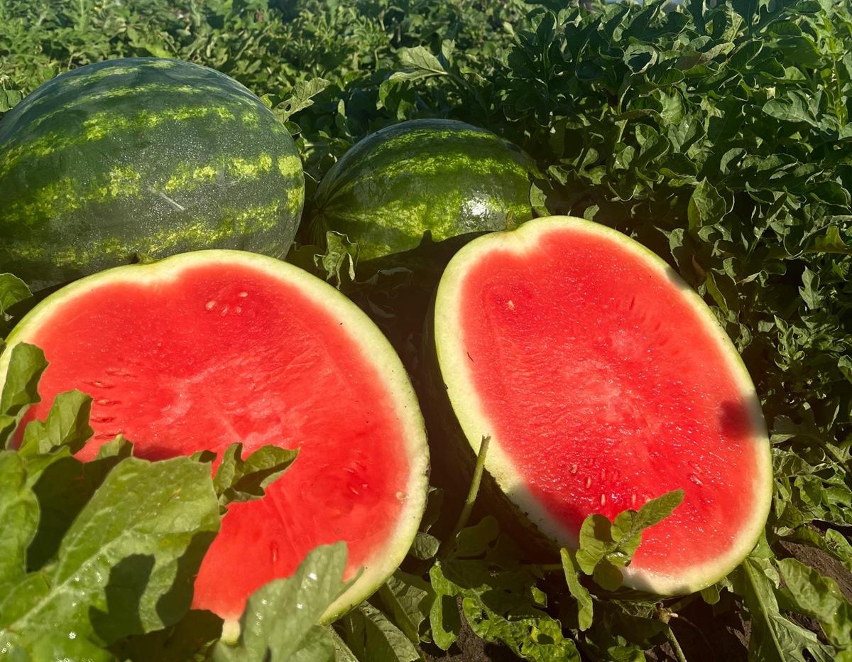 その他 Major Force water melon / field trip Watermelon Field with Large Green Watermelons Under Blue Sky