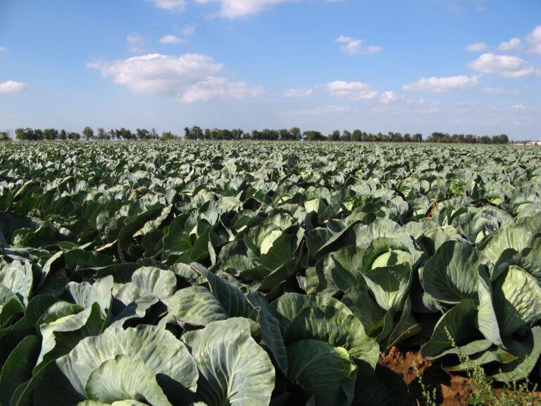 Taurus: built for the Southeast