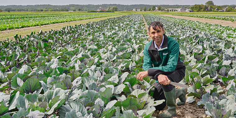 Growing the Future of Cabbage: An Interview with Manu Parmar