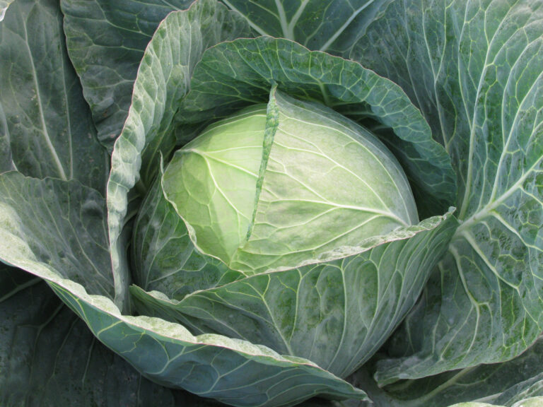 Three cabbages. One proven lineup