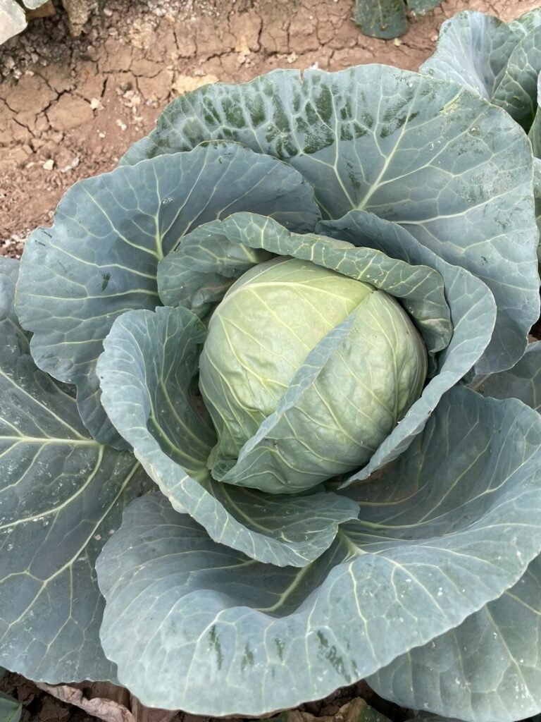 Cali: consistent performance, season after season