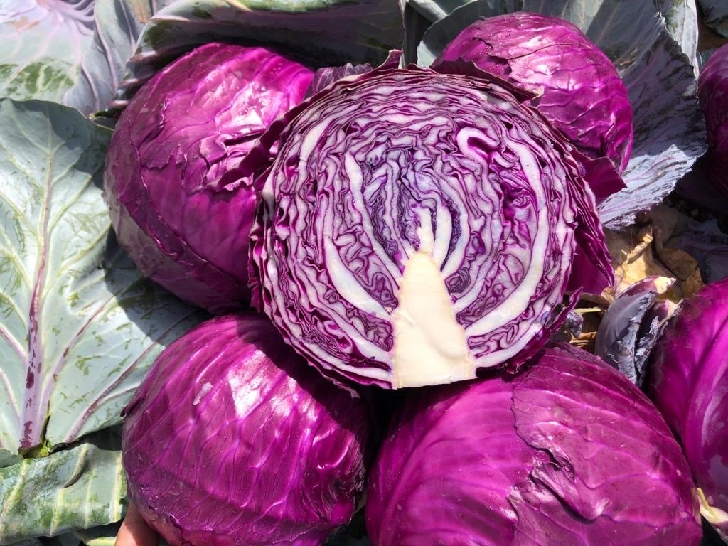 Cabbage Rodyna Roadster: the early red cabbage growers trust - USA